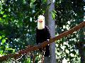 gal/holiday/Brazil 2005 - Foz do Iguacu Birds Sanctuary/_thb_Bird_Sanctuary_Iguacu_DSCF1229.jpg